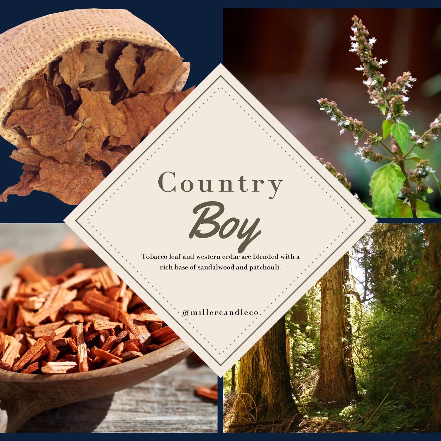 Country Boy - Goat Milk + Honey Lotion - Miller Candle Co.